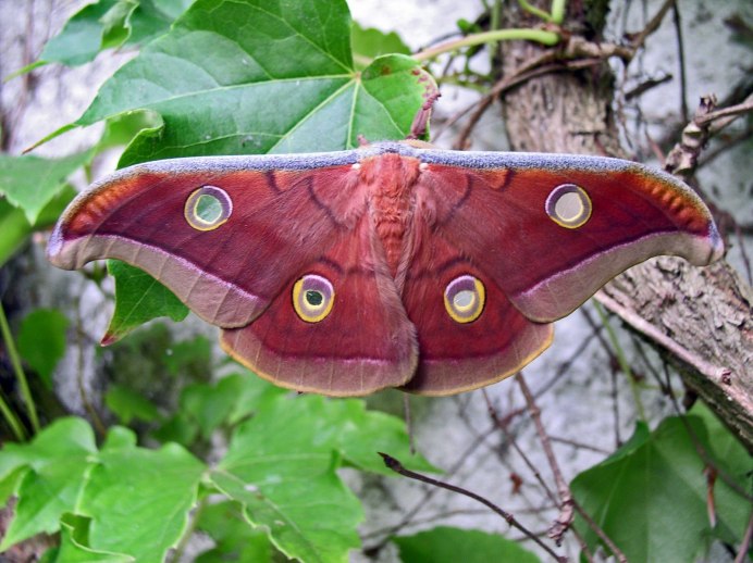 Antheraea mylitta
