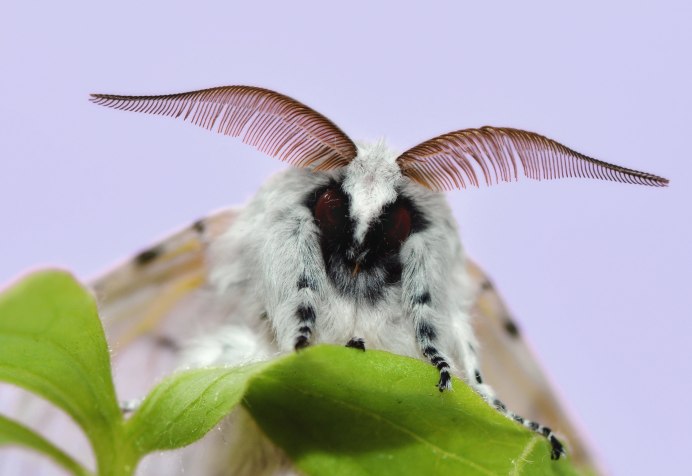 Antheraea pernyi
