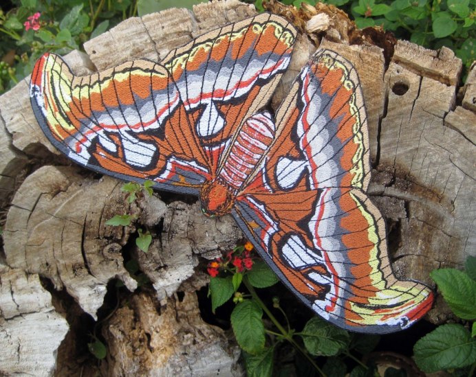 Павлиноглазка атлас Attacus Atlas