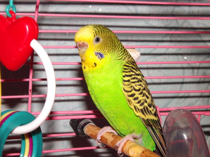 Волнистый попугай Budgie