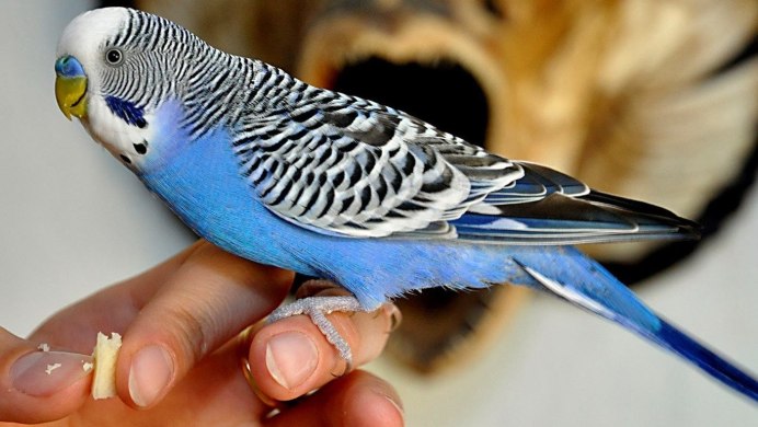 Budgie попугай