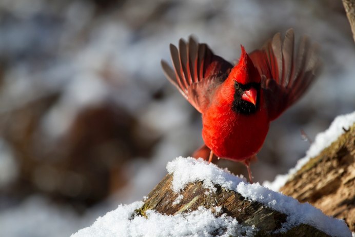 Красные оттенки Cardinal