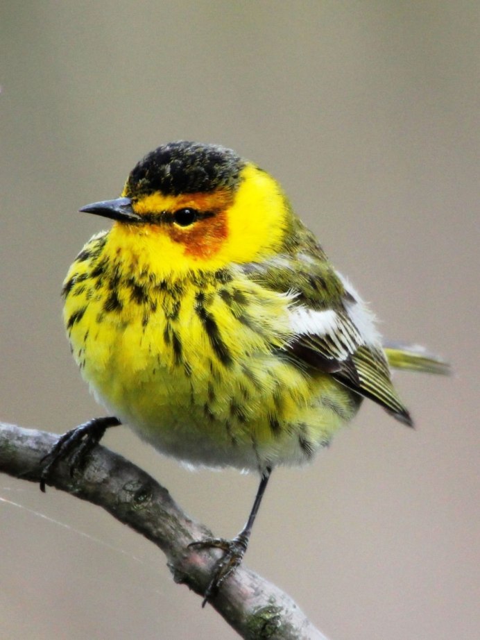 Yellow-Rumped Warbler птица Yellow Rumped