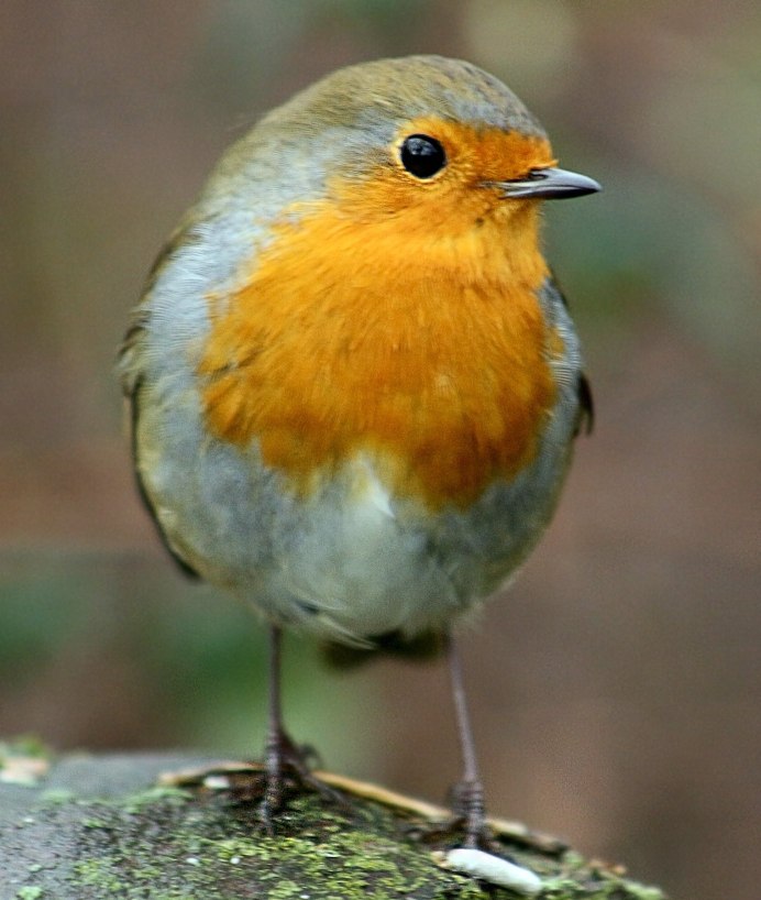 Птичка оранж с оранжевой грудкой
