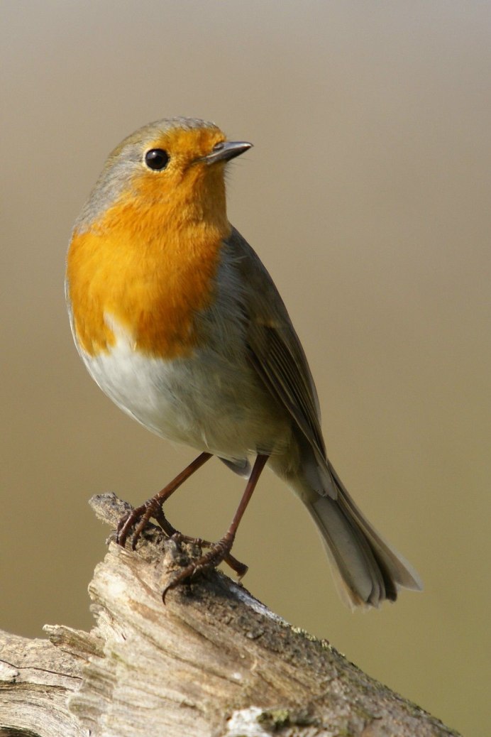 Трясогузка Иволга