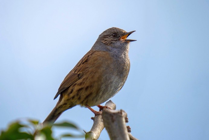 Желтая трясогузка