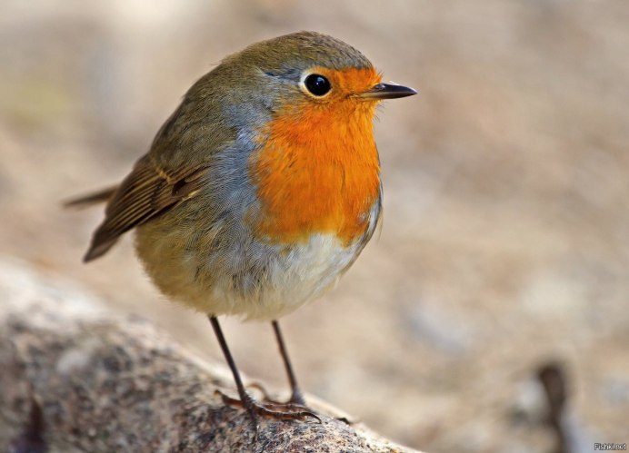 Певчие птицы среднего Поволжья