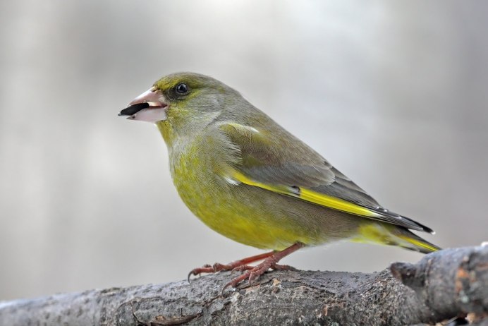 Отряд воробьиных желтогрудка