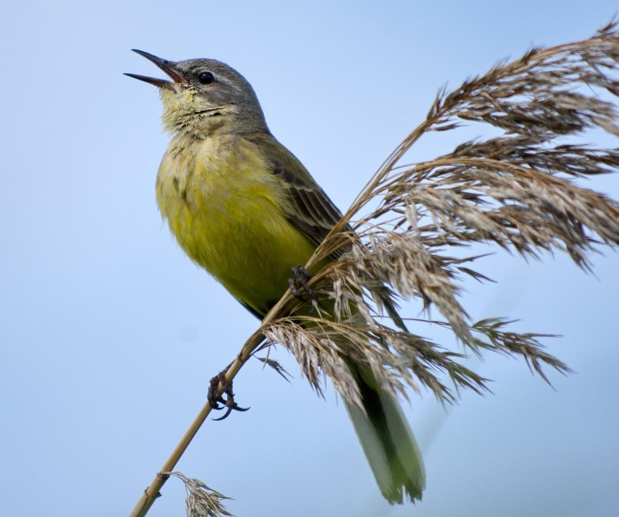 Птица Yellow Rumped Warbler