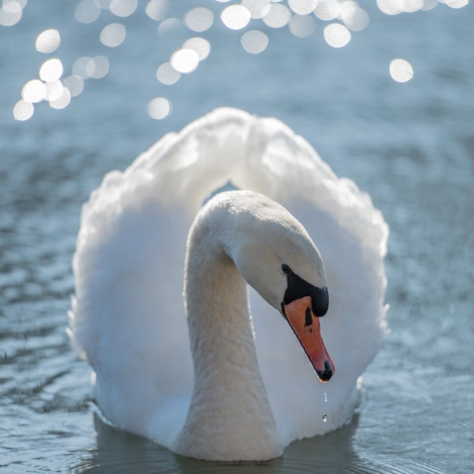 Птичка серо розовая