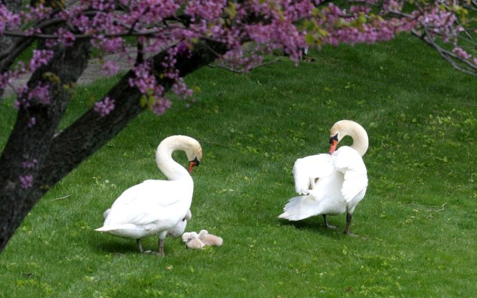 Фиолетовый лебедь