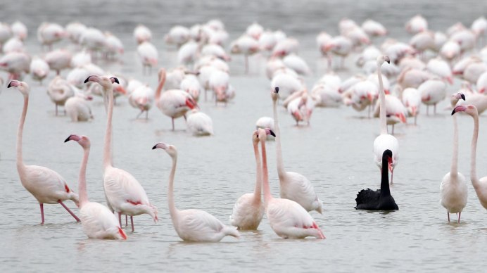 Голубой Фламинго