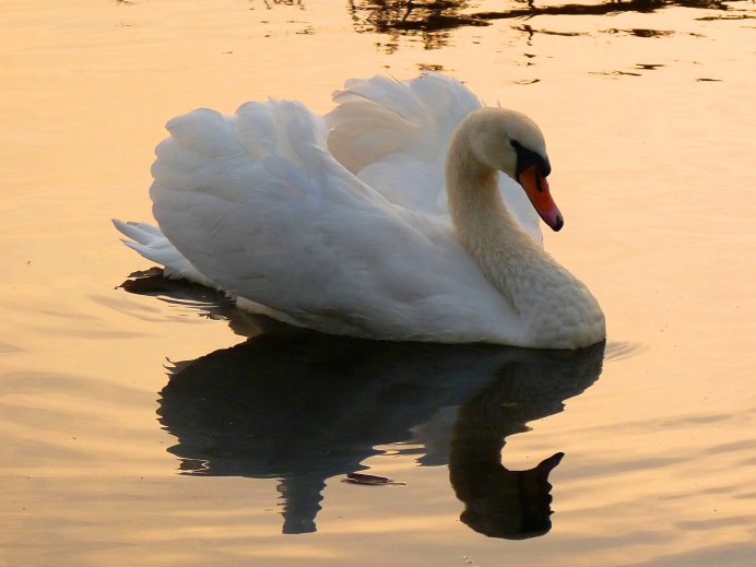 Обои лебеди