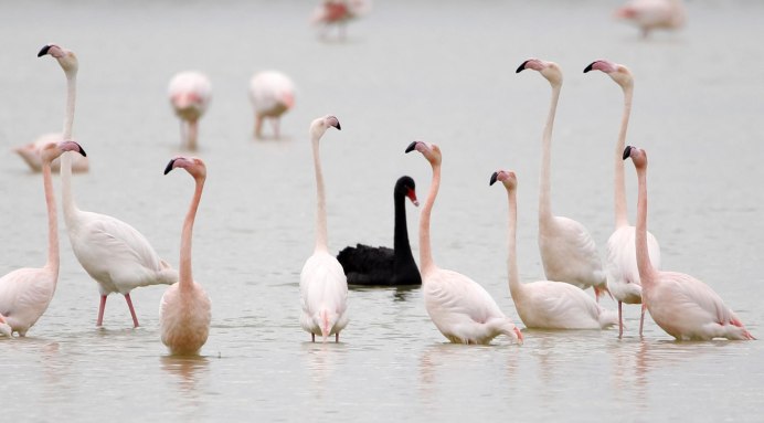 Розовый лебедь