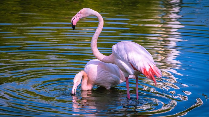 Цвета лебедей