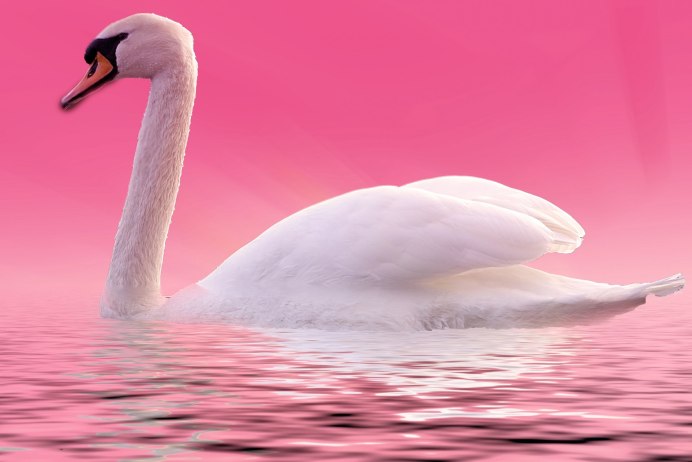 Лебеди на розовом фоне