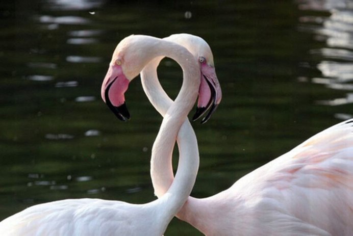 Фламинго с лебедятами