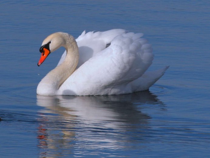 Бывают розовые лебеди