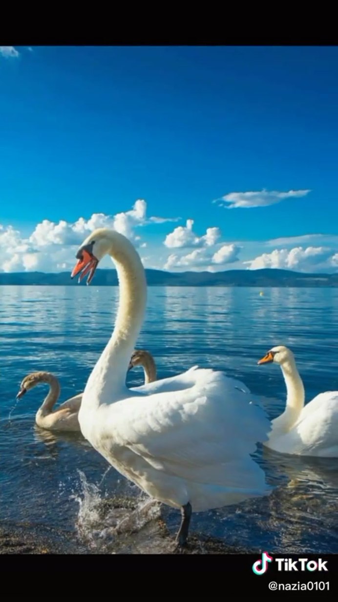 Фламинго фото