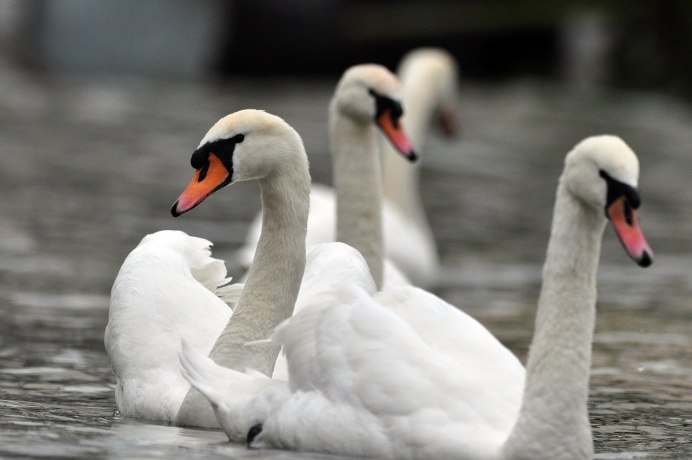 Экзотическая розовая птица