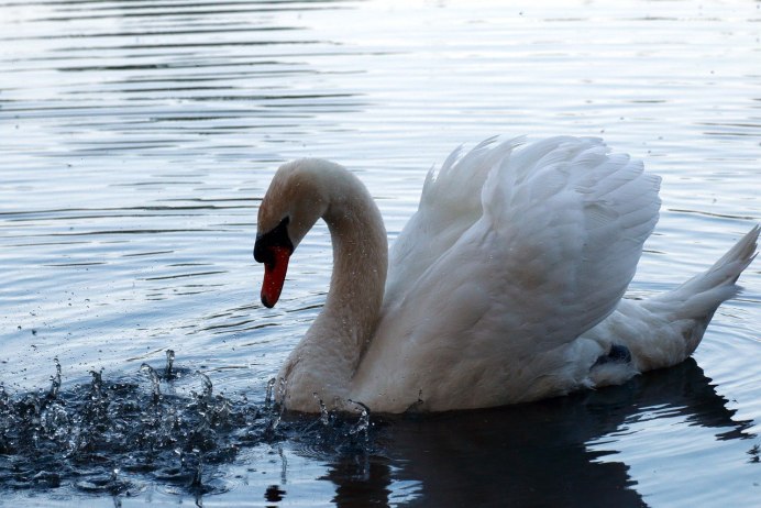 Лебедь (серый)