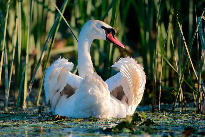 Лебеди в серых тонах