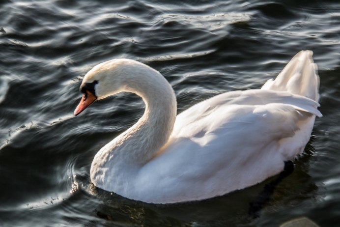 Самые красивые фото лебедей