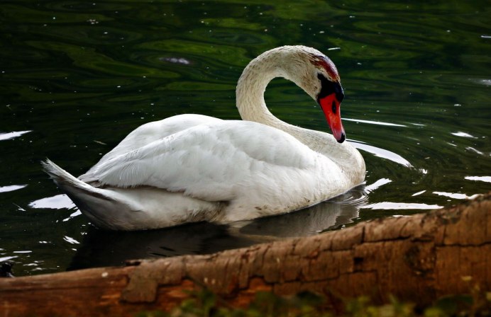 Детская подушка лебедь