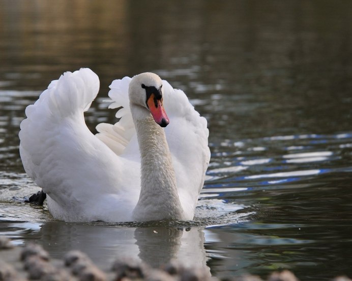 Розовый лебедь