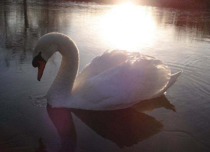 Розовый лебедь