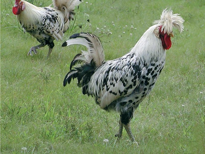 Куры несушки Браун ник