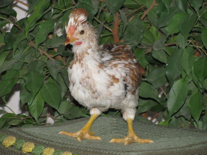 Доминант Суссекс