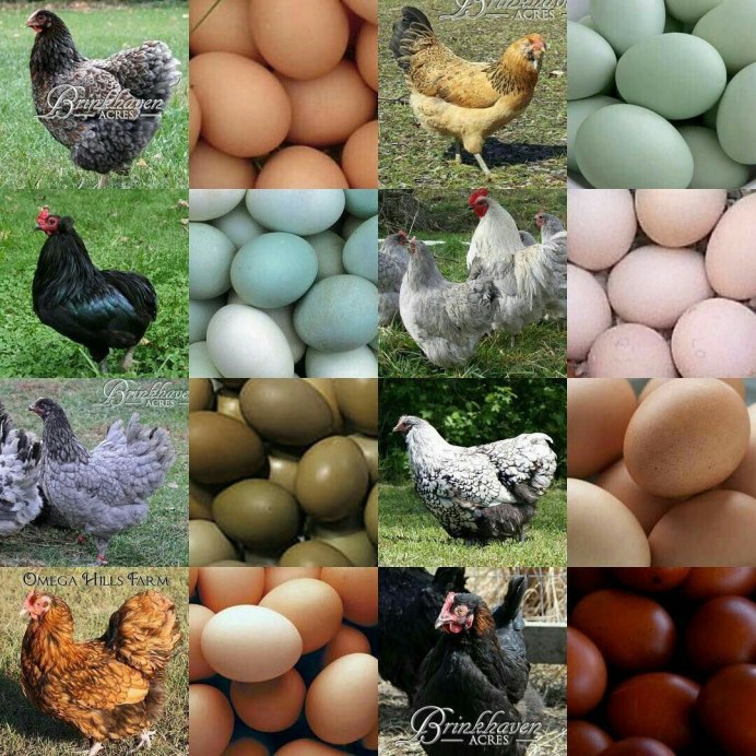 Куры породы кохинхин
