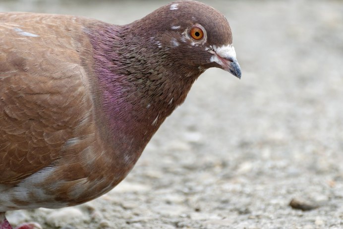 Голубь коричневый с белым