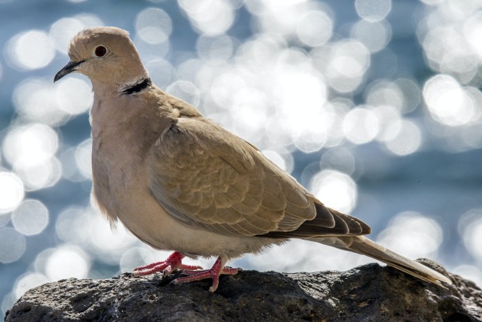 Коричневая Горлица