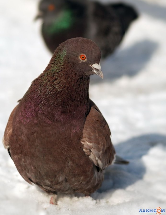 Английский короткоклювый Турман