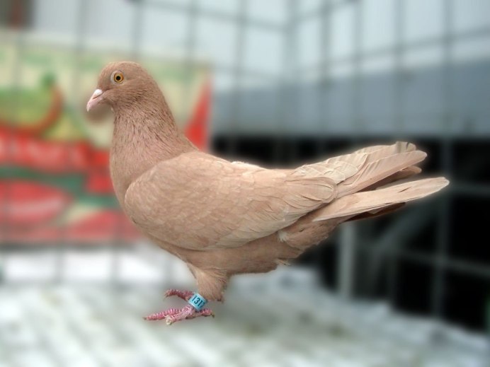 Голубь коричневый с белым хвостом