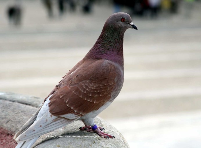 Коричневый сизый голубь