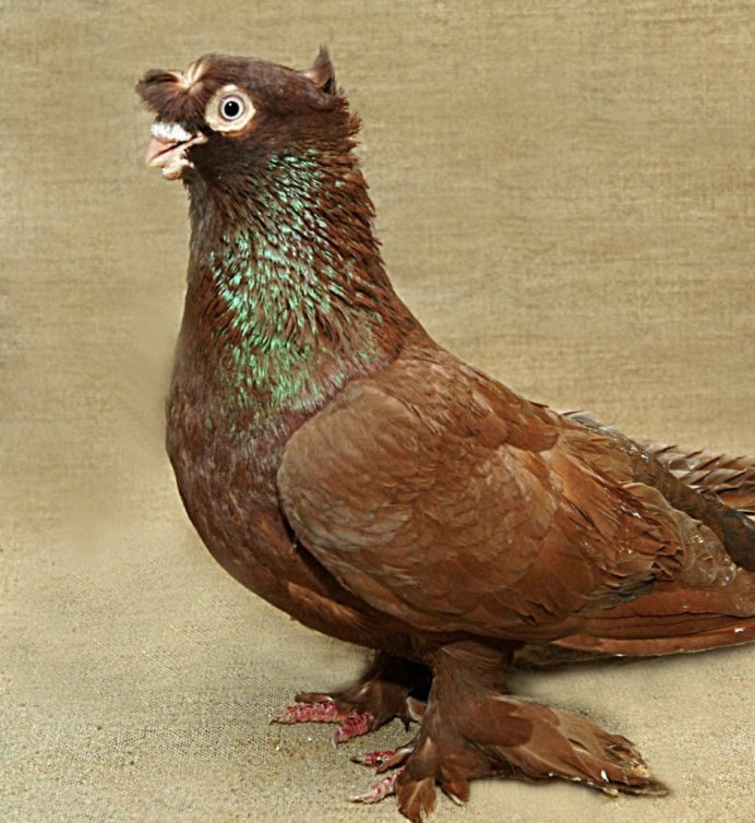 Macropygia phasianella