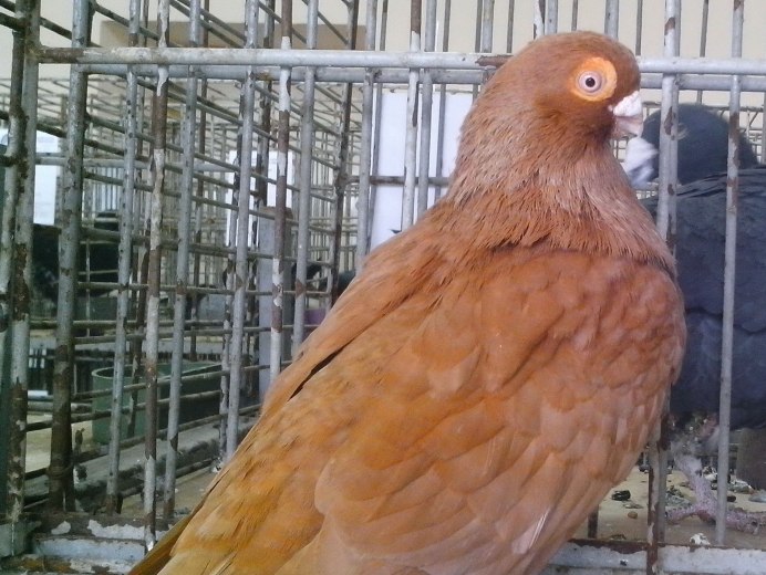 Большой Воробей