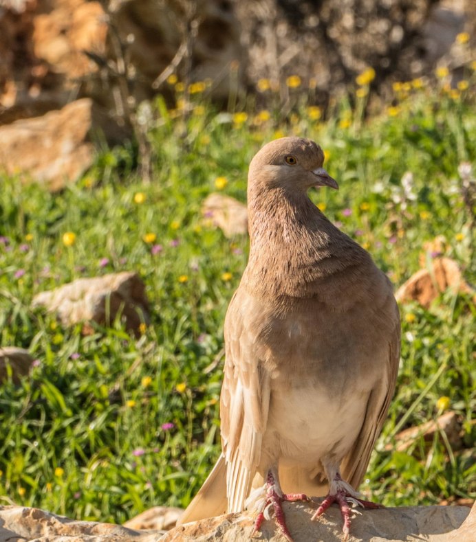 Коричневая Горлица