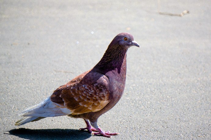 Красный голубь