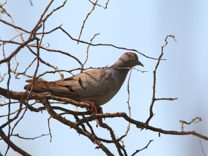 Берлинский короткоклювый Турман