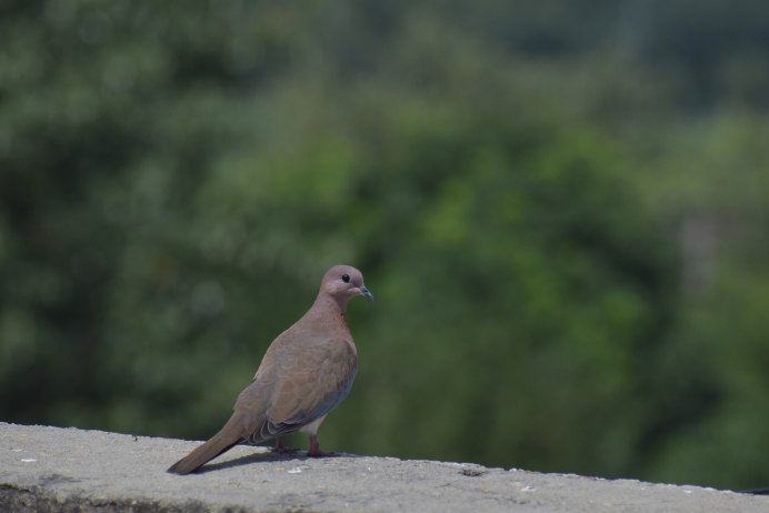 Коричневая Горлица