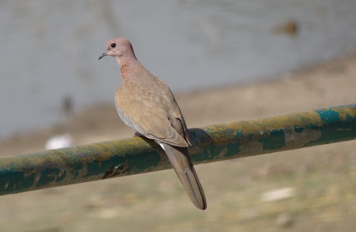 Mourning dove птица