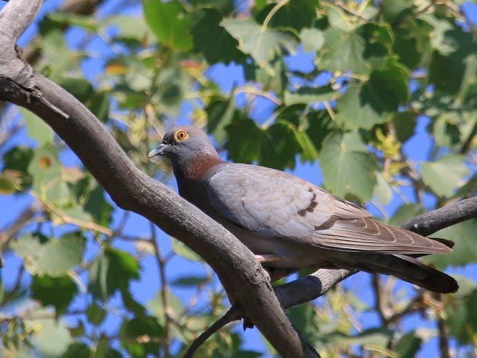 Бурый голубь
