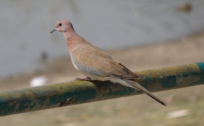 Голубь коричневый с белым