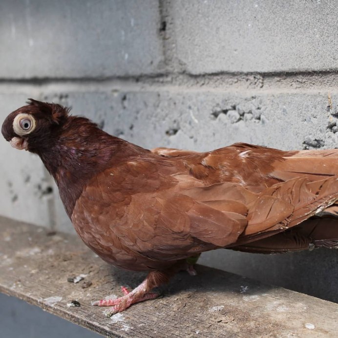 Птица бело коричневая большая