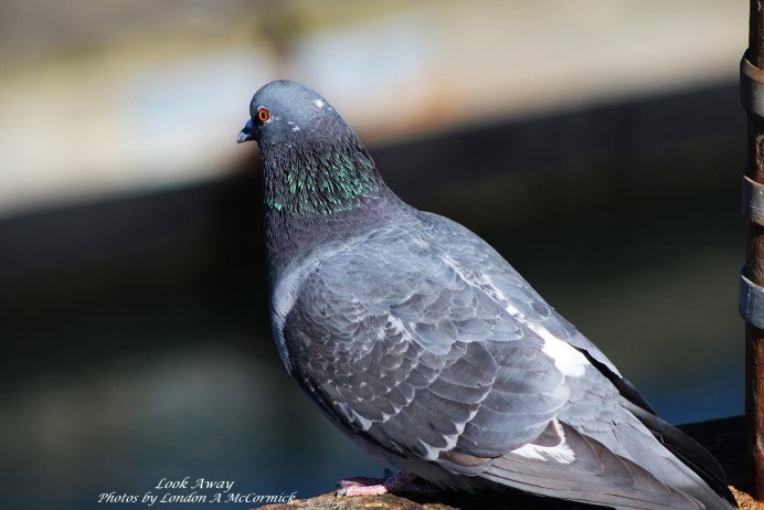 Коричневый голубь