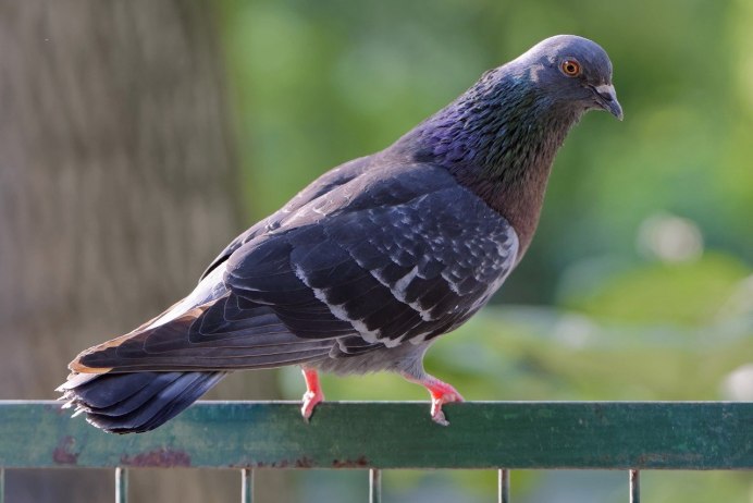 Птица Горлица серая